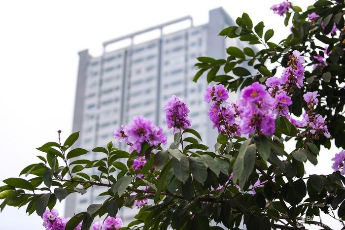 Bằng lăng - loài hoa từng gây "thương nhớ" cho bao thế hệ học trò với những kỷ niệm đẹp của thời học sinh, nay lại là trở thành những điểm xuyết đáng yêu cho nhiều con phố hiện đại. Ảnh: Lâm Tùng