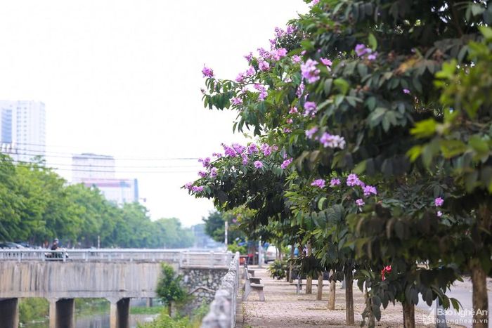 Bằng lăng trên tuyến phố này do Sở KHCN thực hiện trồng từ nguồn tài trợ để tạo điểm nhấn cho thành phố. 100 cây bằng lăng được trồng trên chiều dài 1km từ năm 2017, và đến nay đã cho hai mùa hoa. Trước đó, từ ý tưởng con đường hoa, Sở KHCN đã phát động cuộc thi và phát huy nguồn tài trợ xã hội hóa. Ông Trần Quốc Thành - Giám đốc Sở KHCN Nghệ An cho biết, ý tưởng trồng bằng lăng với mong muốn sắc tím của hoa làm dịu bớt đi cái nóng khắc nghiệt của thành Vinh vào mùa hè. Ảnh: Lâm Tùng