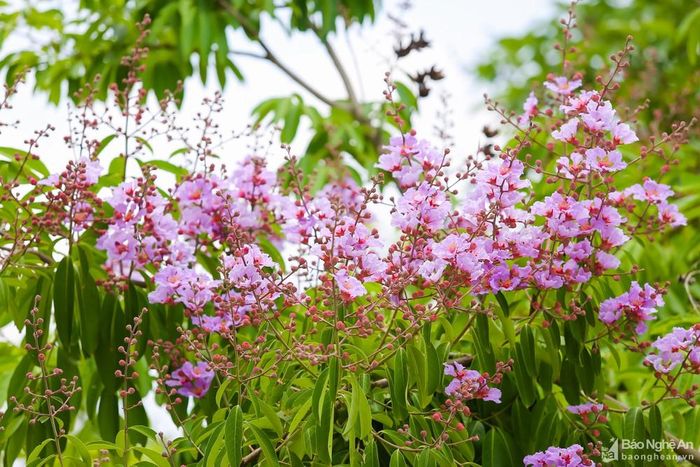 Bằng lăng có nhiều màu khác nhau, như tím, hồng, trắng nhạt… nhưng có lẽ bằng lăng tím là quen thuộc nhất với người dân thành Vinh. Hoa màu tím hoặc tím nhạt, mọc thành chùm dài từ 20 đến 40 cm. Ảnh: Lâm Tùng