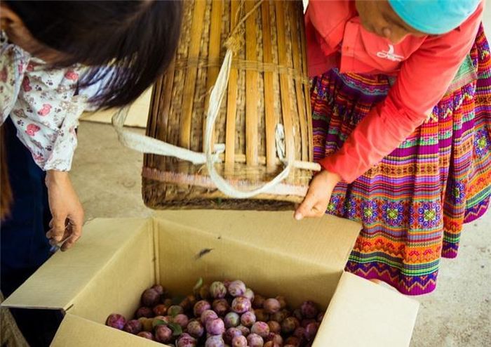  Tuy nhiên, mỗi mùa mận cũng mang theo nỗi lo âu của người nông dân trước thời tiết thất thường, mưa đá có thể cướp đi gần như tất cả sự đầu tư, công sức của họ suốt năm; hoặc được mùa lại rớt giá./. 