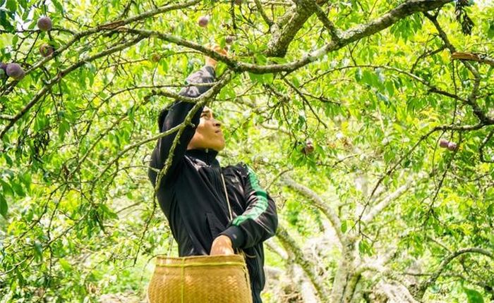  Mùa mận chín cũng là lúc dân bản bận rộn thu hoạch, đóng gói, vận chuyển cho những thương lái vào vườn, hoặc gửi đi khắp mọi nơi. 