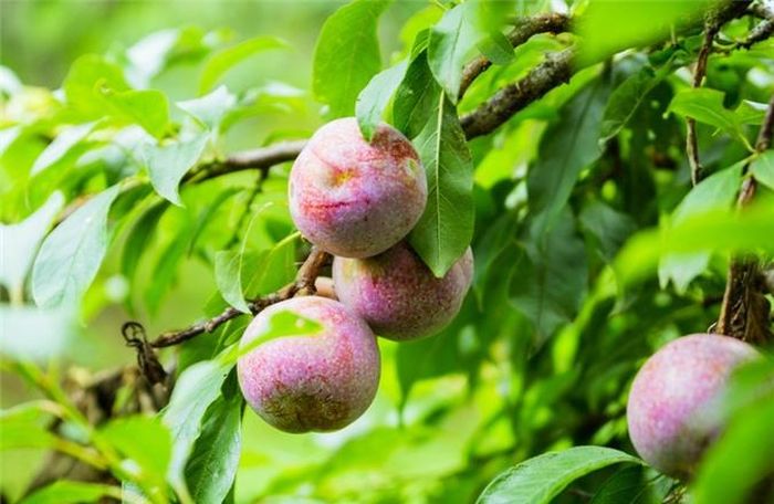  Mận không chỉ dùng như một loại trái cây ưa thích, đặc biệt là với các bà các chị em phụ nữ, mà ta có thể dùng mận ngâm rượu, ngâm siro, làm mứt… 