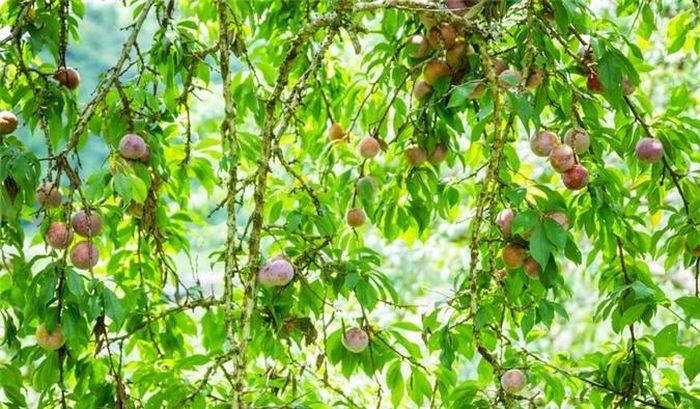  Trên cao nguyên Mộc Châu, mận được trồng khá nhiều, suốt dọc đường từ Vân Hồ lên Mộc Châu, chủ yếu là mận hậu. Xung quanh trung tâm huyện Mộc Châu thì khu vực Tân Lập là nơi mận được trồng nhiều và tập trung hơn cả. 