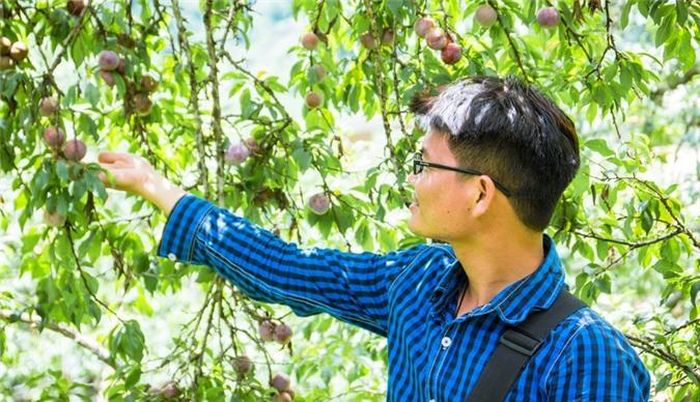  Du lịch mùa mận chín, trải nghiệm vào vườn hái mận như dân bản: trèo lên cây, tìm, chọn những trái to, chín nhất, rồi ôm cả thùng mận của mình. Hái xong, bạn có thể tranh thủ thưởng thức những trái mận của mình, tươi giòn, ngọt đậm, tròn vị rất tuyệt vời. 