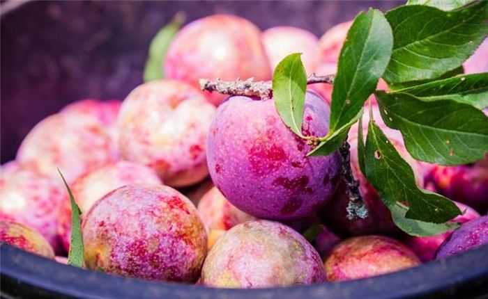  Quả mận chín màu tím hồng pha chút xanh đậm, có lớp phấn trắng bên ngoài và da láng bóng. Ngắm nhìn những trái mận thôi đã thấy hết vẻ đẹp, hình dung vị ngọt lành của nó. 