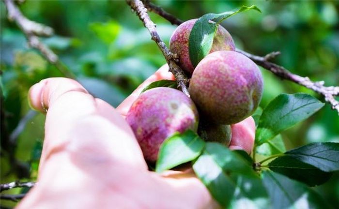  Mận hậu Mộc Châu thường bắt đầu chín cuối tháng Tư, đầu tháng Năm, vào chính vụ kéo dài từ giữa tới cuối tháng Năm. Sở dĩ mận hậu Mộc Châu thành đặc sản vì quả to, mọng, ăn có vị ngọt đậm pha ít chua khi đã chín, thường không còn chát. 