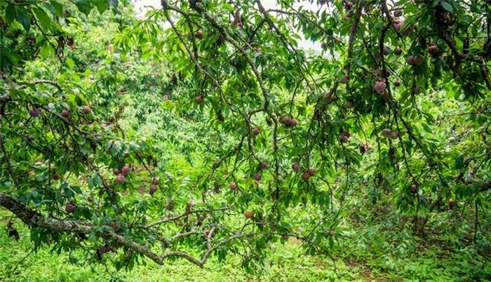 Ngắm nhìn những vườn mận, cây mận sai trái, chín mọng ta luôn có ấn tượng về sự sung túc, ấm no của mùa màng bội thu. 