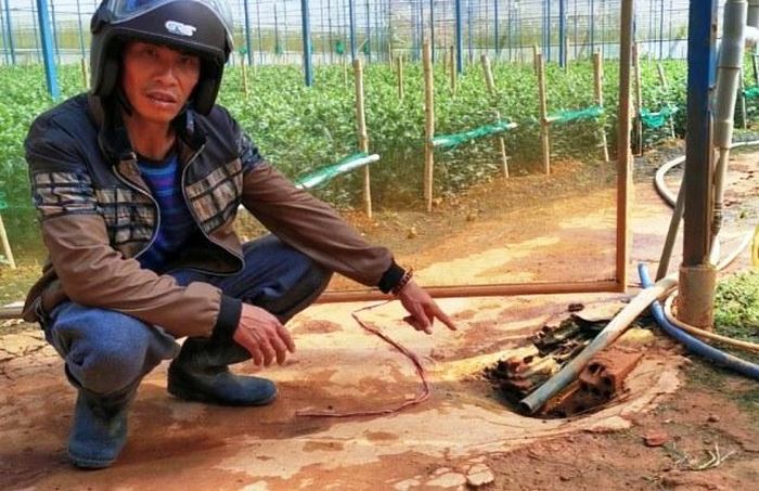 Ông Sơn chỉ khu vực đầu ống tại vườn của anh Sang, nơi đổ nước thải và nước súc bình xịt thuốc sâu của vườn.