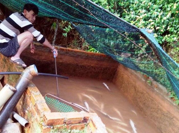 Ông Sơn thất thần khi phát hiện hàng loạt cá tầm chết ngửa bụng.