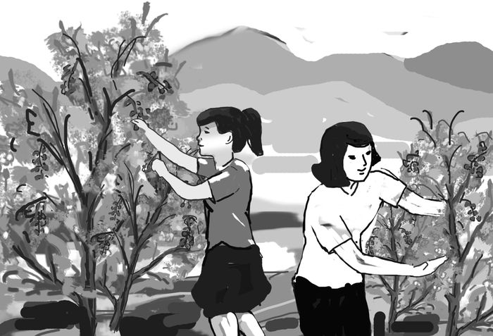 Minh họa: LÊ HẢI