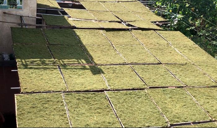 Các phên thuốc được phơi trên giàn. Ở vùng trồng thuốc lào, các gia đình thường có sân rất rộng, mục đích là để phục vụ nghề làm thuốc lào.
