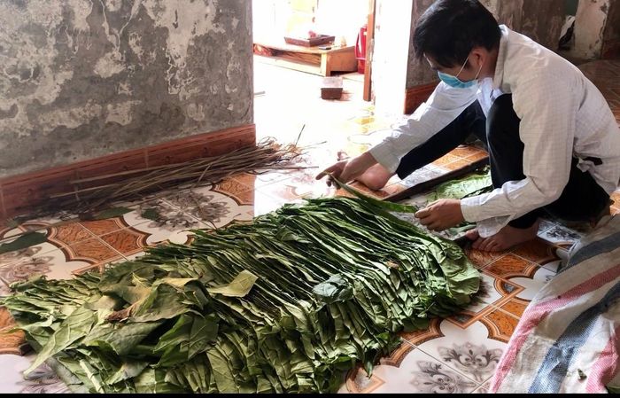 Lá thuốc được bày trên 2 cây sào dài chừng 3m thẳng tắp để tạo thành cuộn thuốc.