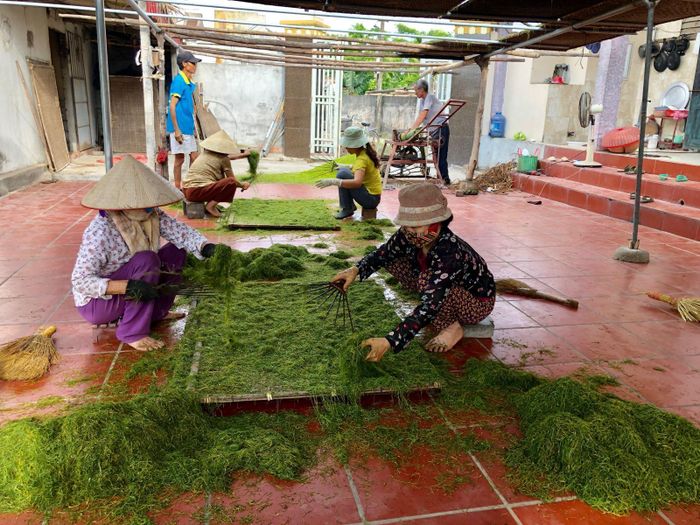 Mỗi tấm phên phơi thuốc lào có diện tích chừng 2 mét vuông.