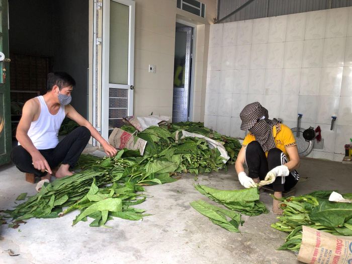 Lá thuốc sau khi hái từ ruộng về, bà con dùng dây cước tách lá ra khỏi cẫng (xương lá), sau đó bày thành cuộn thuốc.