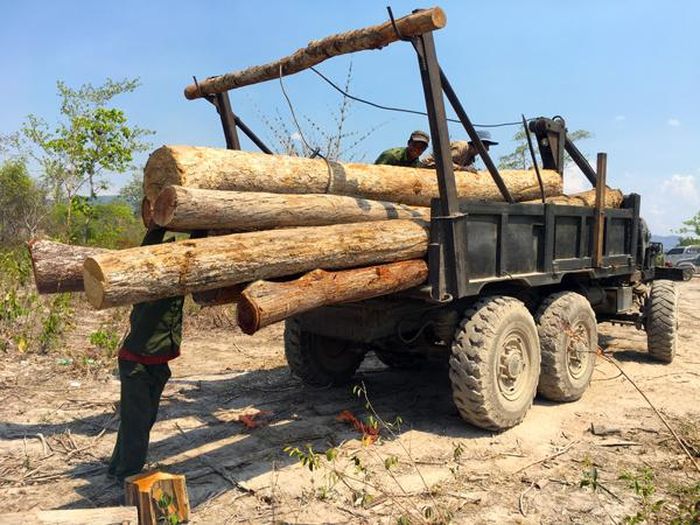 Lực lượng Kiểm lâm huyện đã tịch thu số gỗ vắng chủ tại bãi tập kết gỗ ở buôn 3. Ảnh: Q.T