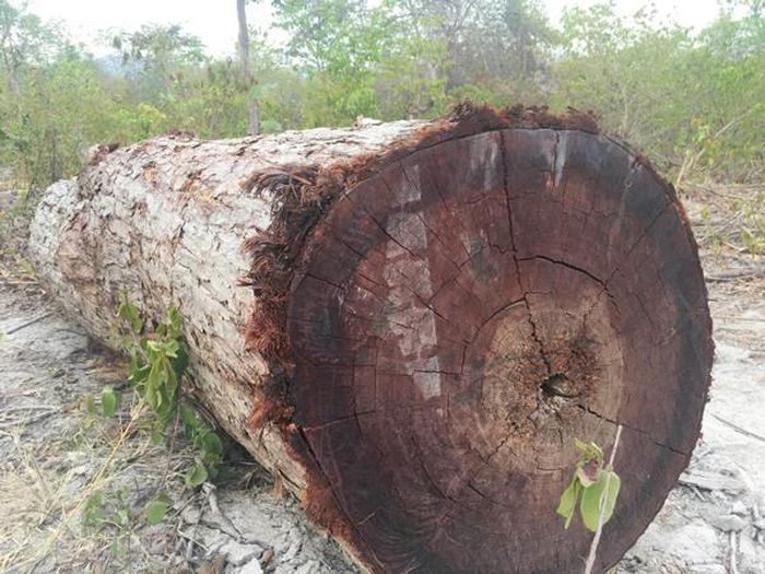 Một khúc gỗ lớn tại bãi tập kết gỗ lậu của lâm tặc ở đầu buôn 3. Ảnh: Q.T