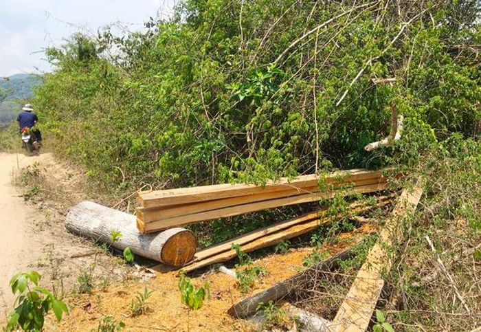 Gỗ được cắt, xẻ vuông vắn ngay tại con đường mòn nhưng chưa kịp vận chuyển đi. Ảnh: Q.T