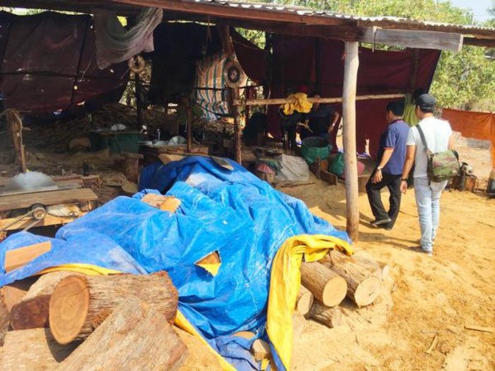 Xưởng làm đũa ở đầu buôn 1 (xã Chư Drăng, huyện Krông Pa) trữ một lượng gỗ và mùn cưa khá lớn. Ảnh: Q.T