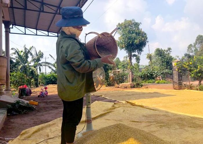 Bà Rơ Châm Plin phơi lúa vừa mới thu hoạch vụ Đông Xuân. Ảnh: N.S