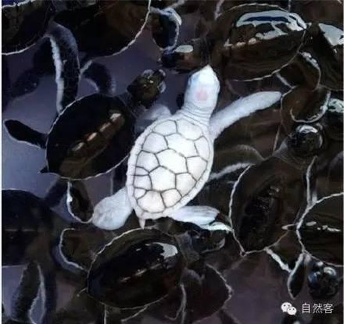 Nếu có may mắn được gặp những loài động vật này, hi vọng mọi người đừng làm hại chúng, mặc dù chúng sinh ra không giống với đồng loại, nhưng cả đời phải làm bạn với bệnh tật, nên hãy dành cho chúng nhiều sự quan tâm và yêu thương hơn nữa!