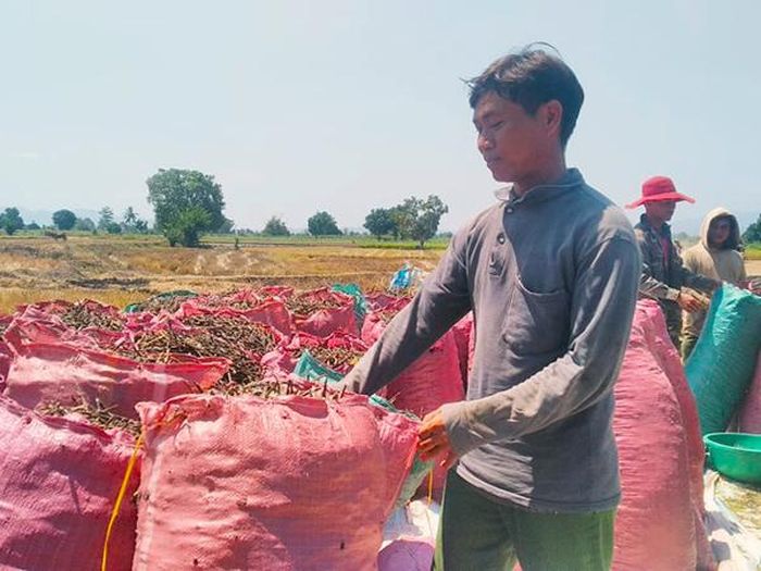 Ông Siu Kanh (xã Ia Yeng, huyện Phú Thiện) thu hoạch đậu xanh. Ảnh: R.H