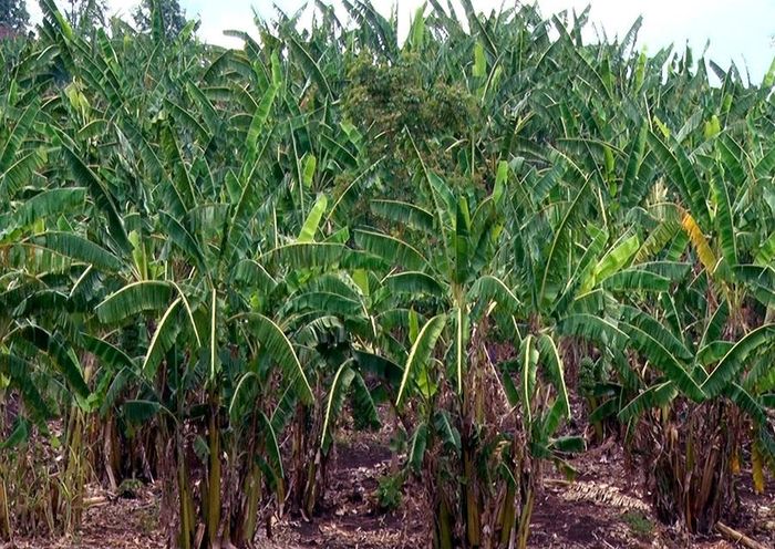 Diện tích trồng chuối mốc tại xã Đê Ar ngày càng phát triển. Ảnh: Phạm Ngọc