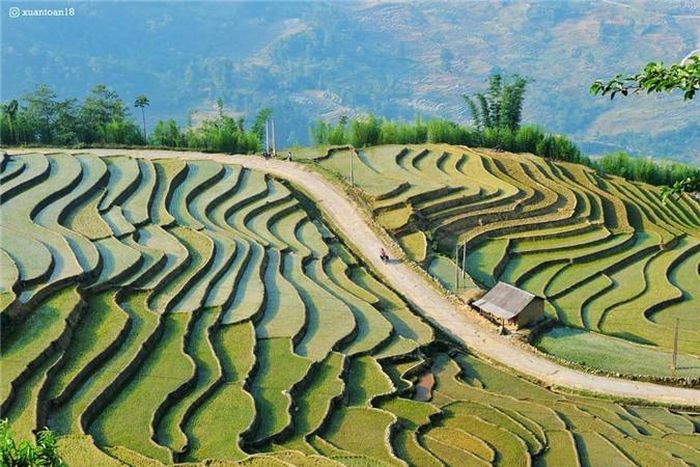 Ở đây, người dân chỉ gieo trồng một vụ duy nhất trong năm. Khi cơn mưa đầu tiên của mùa hè trút xuống, cũng là lúc họ dẫn nước vào ruộng. Nước được dẫn từ các khe núi xuống, qua những ống nứa, tràn xuống mặt ruộng tạo thành nhiều mảng khác nhau: chỗ có màu vàng của phù sa, nơi nhuộm sắc xanh của mạ vừa gieo,... Ảnh: Xuantoan18.