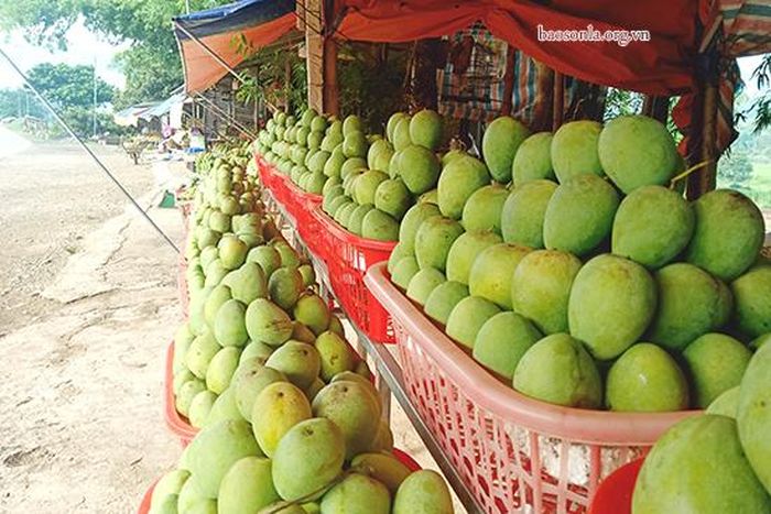 Xoài tròn được bày bán ở các quán dọc Quốc lộ 6.
