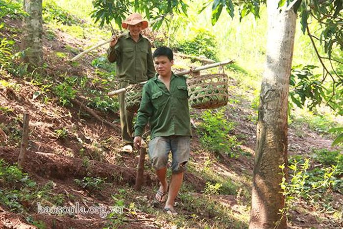 Người dân thu gom quả xoài tròn mang đi bán.