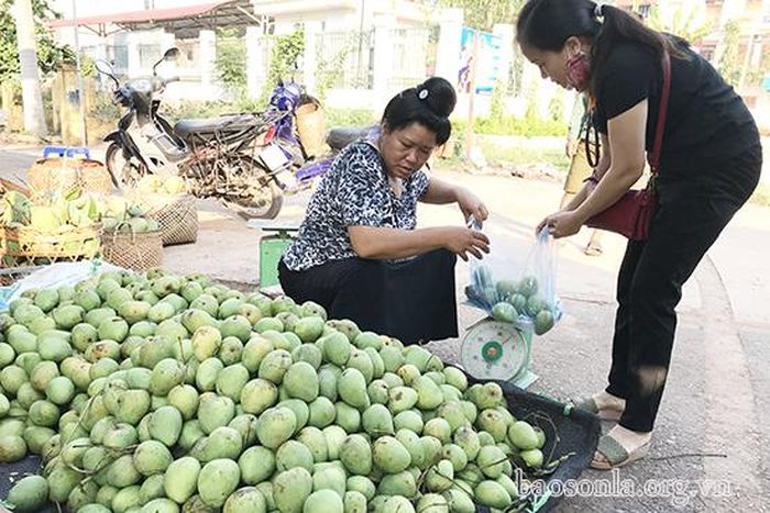 Khách mua xoài tròn Yên Châu về làm quà.