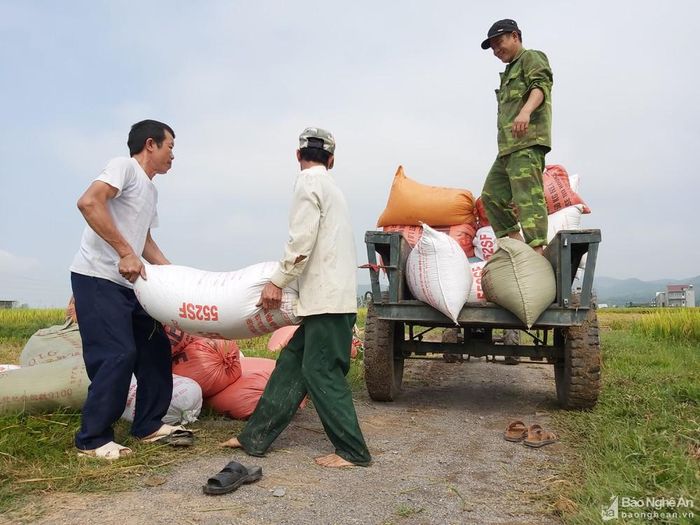 Người dân phấn khởi thu hoạch lúa xuân. Ảnh tư liệu Xuân Hoàng