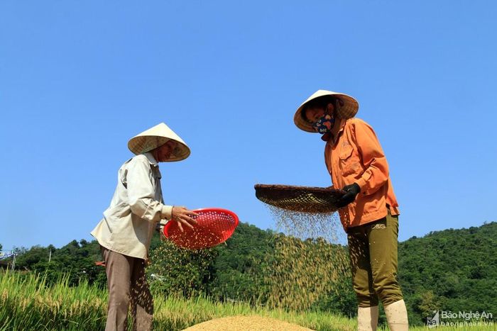 Sau khi tuốt bằng máy đạp xong người dân dùng rổ, rá sàng loại bỏ tạp chất ngay trên đồng. Ảnh: Đình Tuân