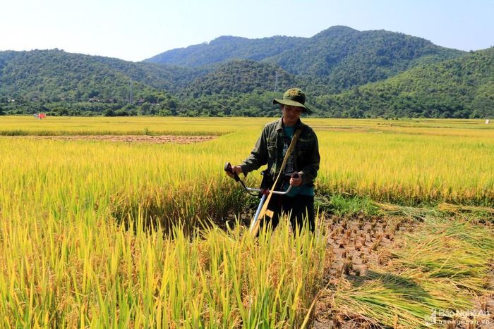 Anh Lô Văn Thương, ở bản Lũng, xã Tam Thái cho biết: Lúa năm nay hạt đều và chắc hơn năm ngoái. Ảnh: Đình Tuân
