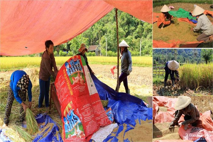 Các thửa ruộng ở miền núi đa phần là ruộng bậc thang, nên việc thu hái cũng vất vả hơn gấp nhiều lần so với những thửa ruộng ở đồng bằng. Nhiều thửa ruộng nhỏ, địa hình lại phức tạp nên các loại máy móc hiện đại để hỗ trợ cho việc thu hoạch đều không thể áp dụng được. Vì vậy bà con chủ yếu thu hoạch bằng các phương thức thủ công. Ảnh: Đình Tuân