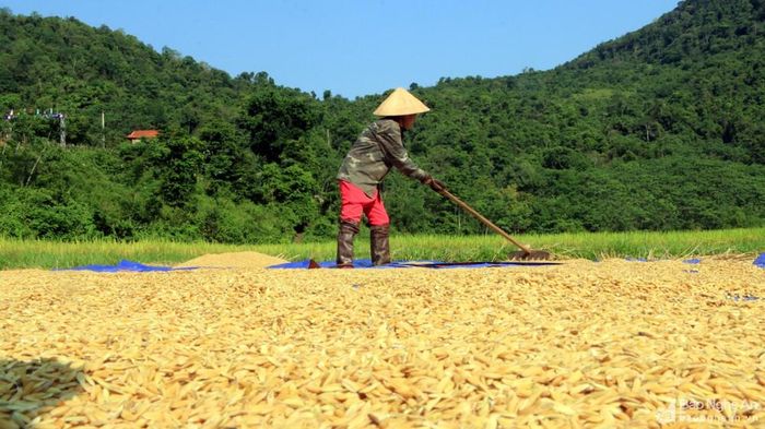Lúa sau khi sàng sạch được bà con phơi ngay trên những tấm bạt lớn được trải ở những thửa ruộng đã gặt xong. Tuy vất vả là vậy nhưng những người nông dân vùng cao rất phấn khởi vì năm nay được mùa. Ảnh: Đình Tuân