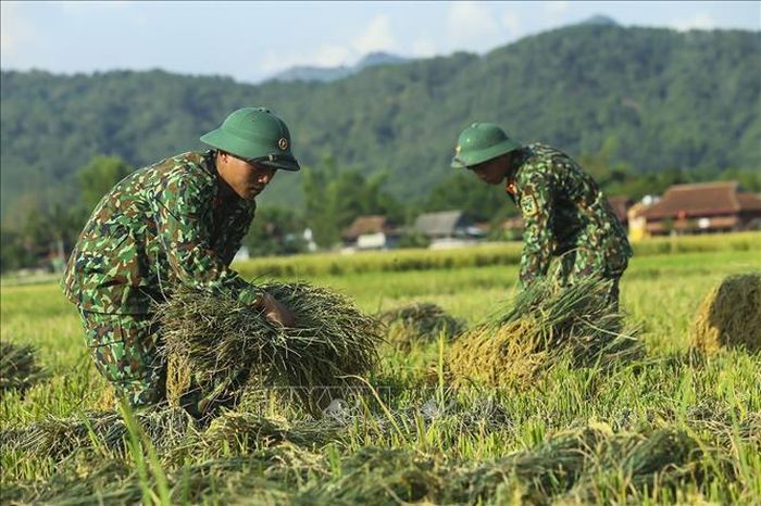 Những bó lúa được chiến sỹ bó lại trước khi vận chuyển.