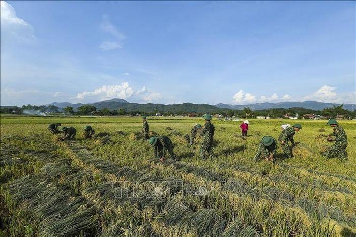 Cán bộ chiến sỹ giúp dân gặt lúa tại phường Thanh Trường, thành phố Điện Biên Phủ.