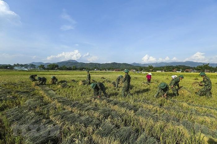  Cán bộ chiến sỹ giúp dân gặt lúa. (Ảnh: Phan Tuấn Anh/TTXVN) 