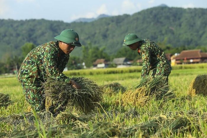  Những bó lúa được chiến sỹ bó lại trước khi vận chuyển. (Ảnh: Phan Tuấn Anh/TTXVN) 