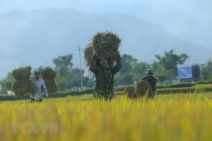  Bộ đội giúp dân gặt lúa. (Ảnh: Phan Tuấn Anh/TTXVN) 