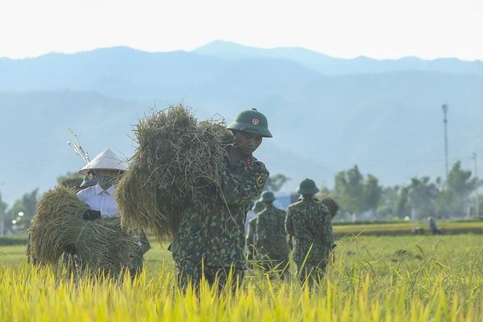  Người dân và chiến sỹ trên gặt lúa trên cánh đồng Mường Thanh. (Ảnh: Phan Tuấn Anh/TTXVN) 