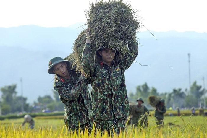  Cán bộ chiến sỹ Trung đoàn 82 giúp dân gặt lúa trên cánh đồng Mường Thanh. (Ảnh: Phan Tuấn Anh/TTXVN) 