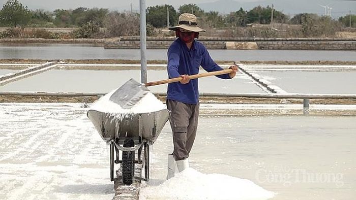 Muối Ninh Thuận có chất lượng vào loại tốt nhất nước