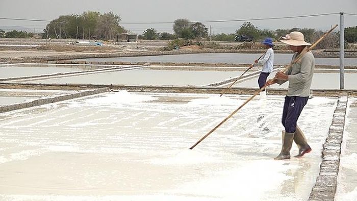 Diêm dân Ninh Thuận quanh năm bán mặt cho đất bán lưng cho trời mà không hết vất vả