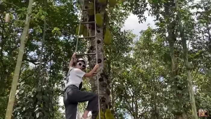 Trang Trần sợ ngã khi trèo cây mít.