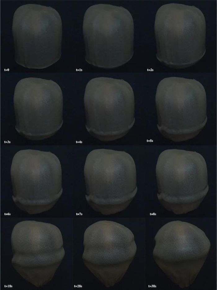 Một số hình ảnh về "bóng ma biển sâu" - Ảnh: LIVE SCIENCE