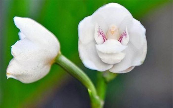 Chim bồ câu hòa hình trong những cánh hoa Peristeria Elata. (ảnh: brightside.me). 