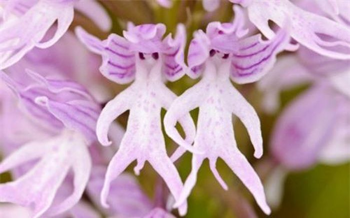 Hoa Orchis Italica mang vẻ ngoài của 2 con người. (ảnh: brightside.me). 