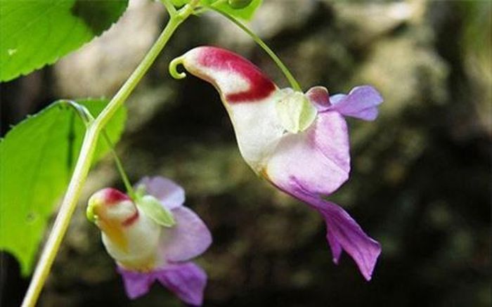 Hai chú vẹt rực rỡ chính là 2 bông Impatiens Psittacina. (ảnh: brightside.me). 