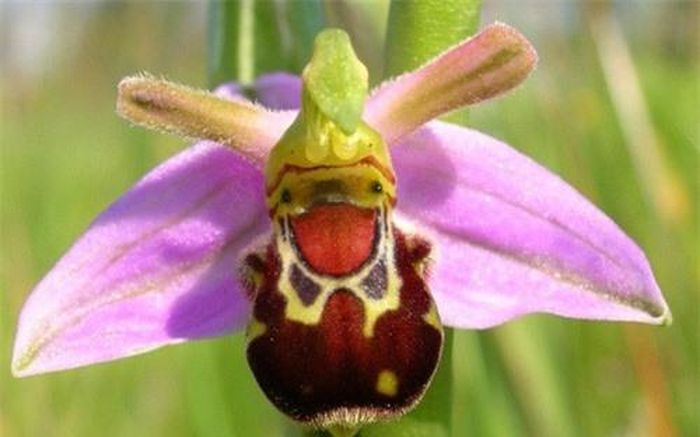 "Chú ong vui vẻ" này kỳ thực là loài hoa Ophrys bomybliflora. (ảnh: brightside.me). 